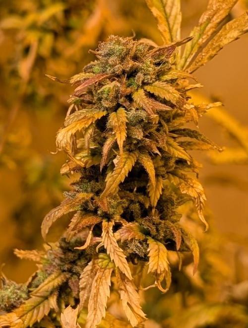Fat Banana. Week 29