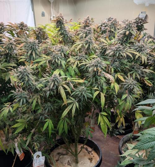Sunset Sherbet. Week 25