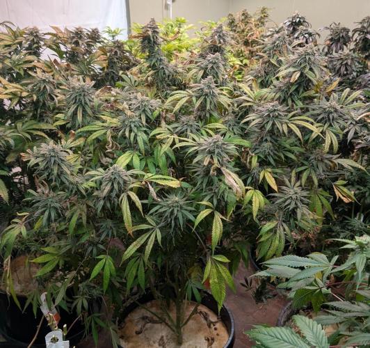 Sunset Sherbet. Week 25