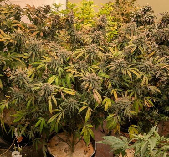 Sunset Sherbet. Week 25