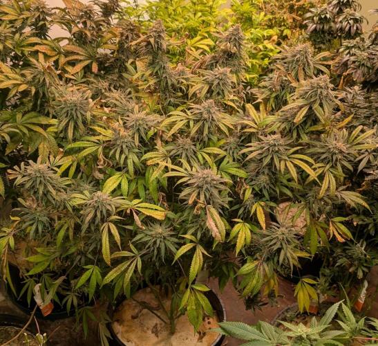 Sunset Sherbet. Week 25
