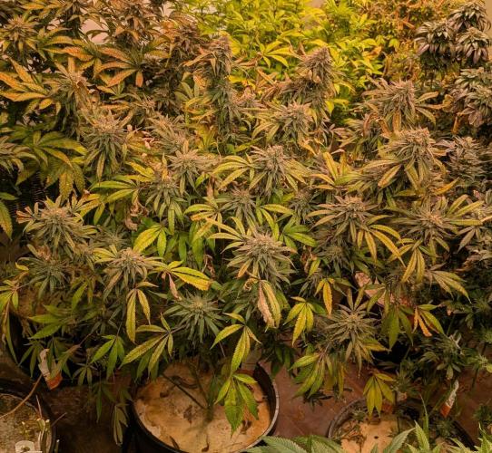 Sunset Sherbet. Week 25