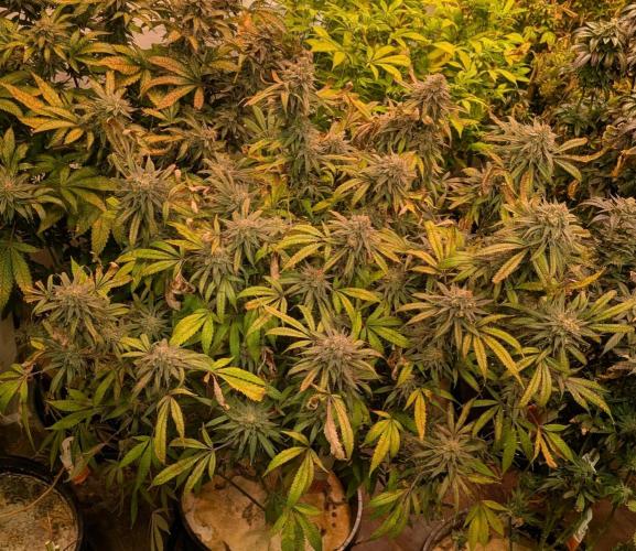 Sunset Sherbet. Week 25