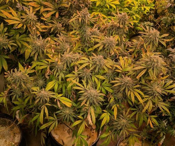 Sunset Sherbet. Week 25