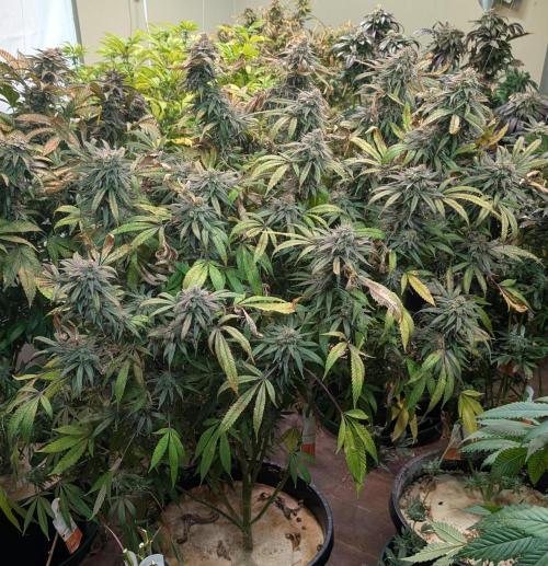 Sunset Sherbet. Week 25