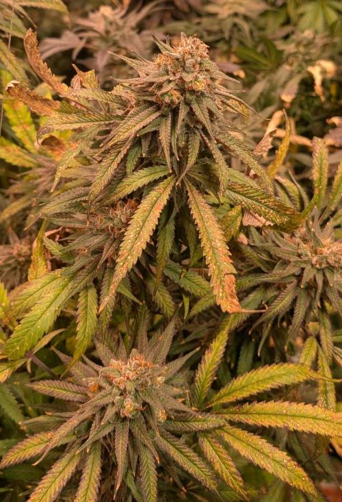 Sunset Sherbet. Week 25