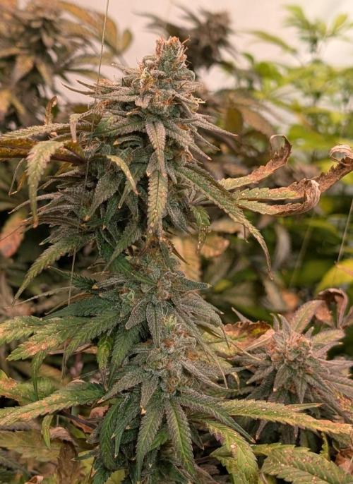 Sunset Sherbet. Week 25