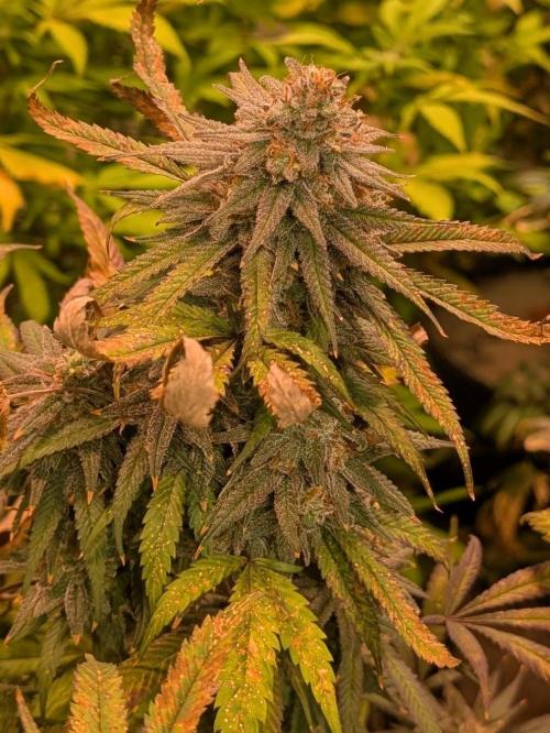 Sunset Sherbet. Week 25