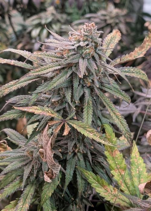 Sunset Sherbet. Week 25