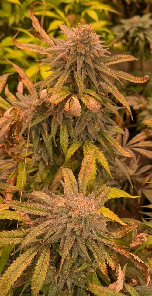 Sunset Sherbet. Week 25