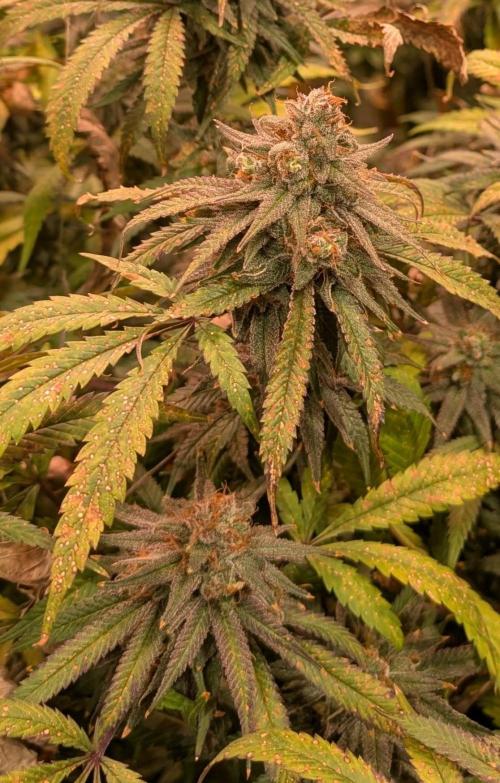 Sunset Sherbet. Week 25