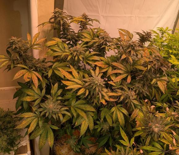 Cereal Milk. Week 25