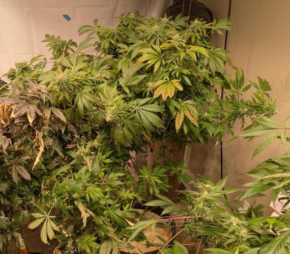Forbidden Fruit. Week 25