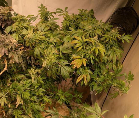 Forbidden Fruit. Week 25
