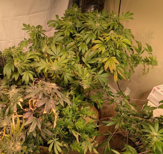 Forbidden Fruit. Week 25