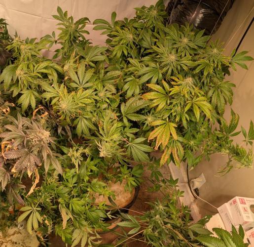 Forbidden Fruit. Week 25