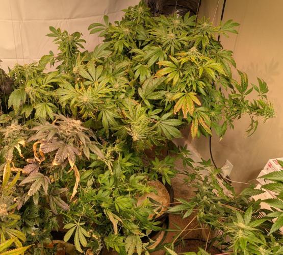 Forbidden Fruit. Week 25