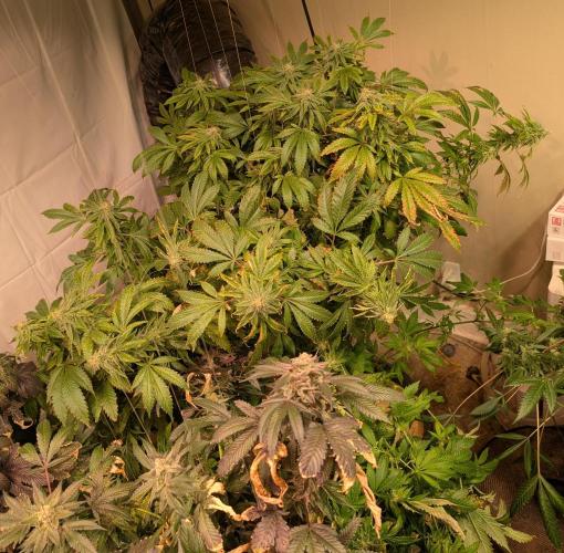 Forbidden Fruit. Week 25