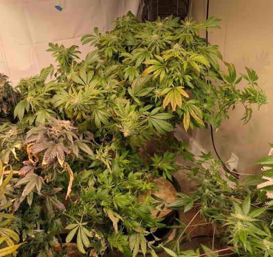 Forbidden Fruit. Week 25
