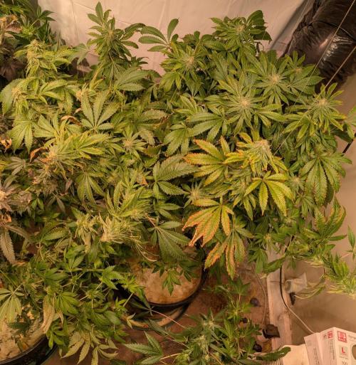 Forbidden Fruit. Week 25