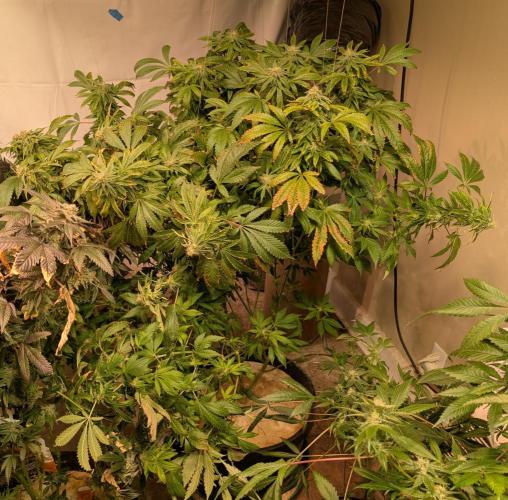 Forbidden Fruit. Week 25