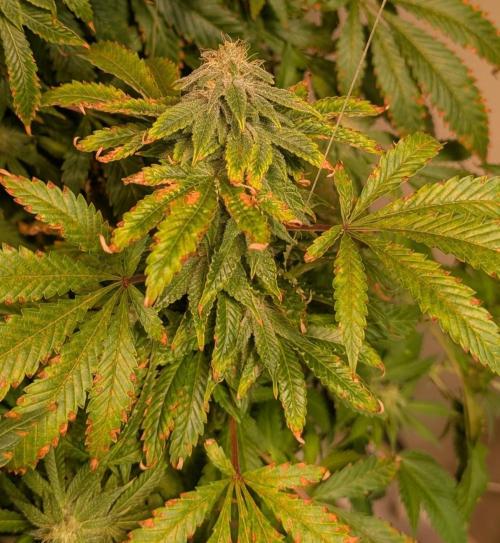 Forbidden Fruit. Week 25