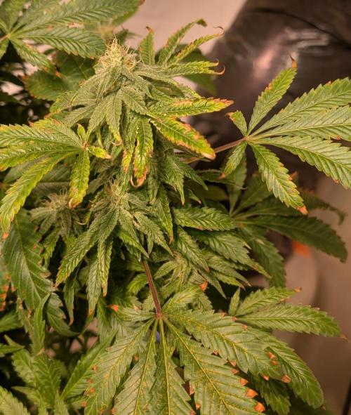Forbidden Fruit. Week 25