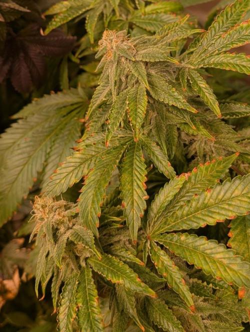 Forbidden Fruit. Week 25