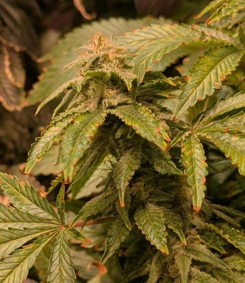 Forbidden Fruit. Week 25