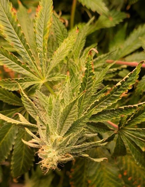 Forbidden Fruit. Week 25