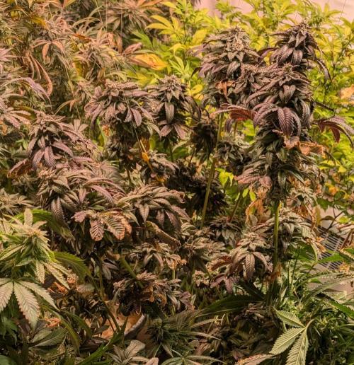 Pink Gelato. Week 25