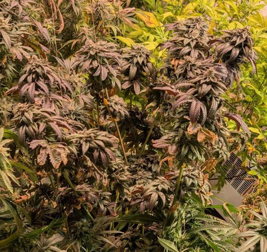 Pink Gelato. Week 25