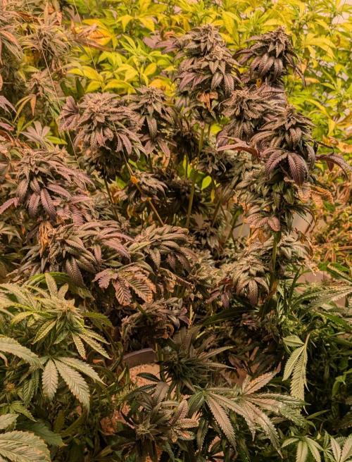 Pink Gelato. Week 25