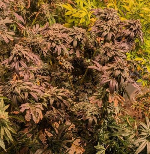 Pink Gelato. Week 25