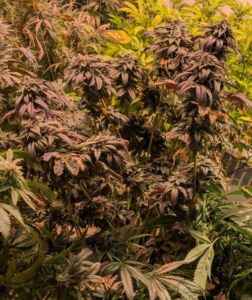 Pink Gelato. Week 25