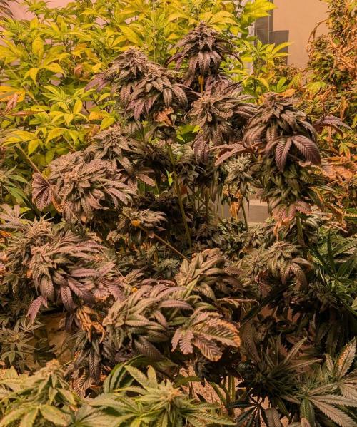 Pink Gelato. Week 25