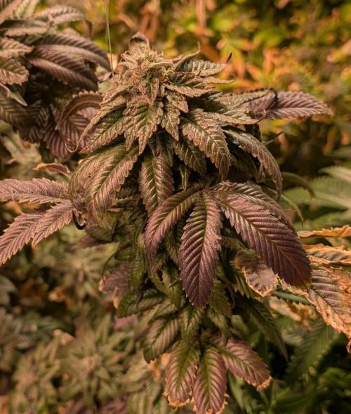 Pink Gelato. Week 25