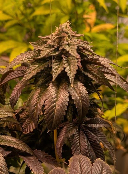 Pink Gelato. Week 25