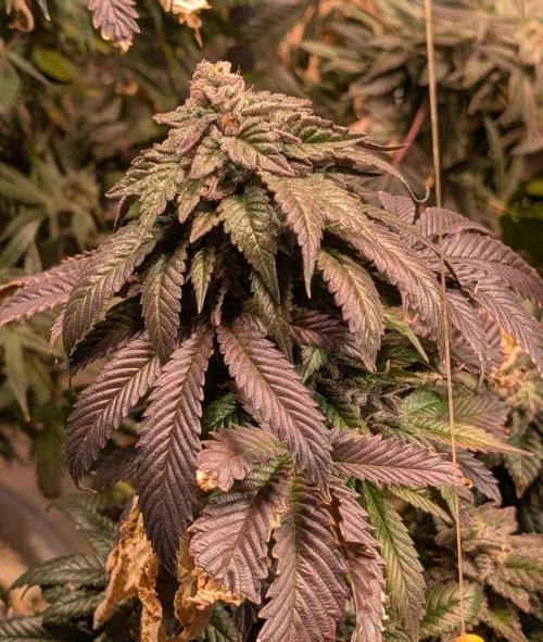 Pink Gelato. Week 25