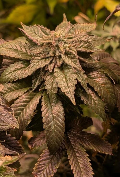 Pink Gelato. Week 25