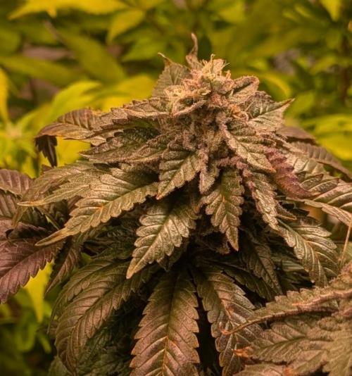 Pink Gelato. Week 25