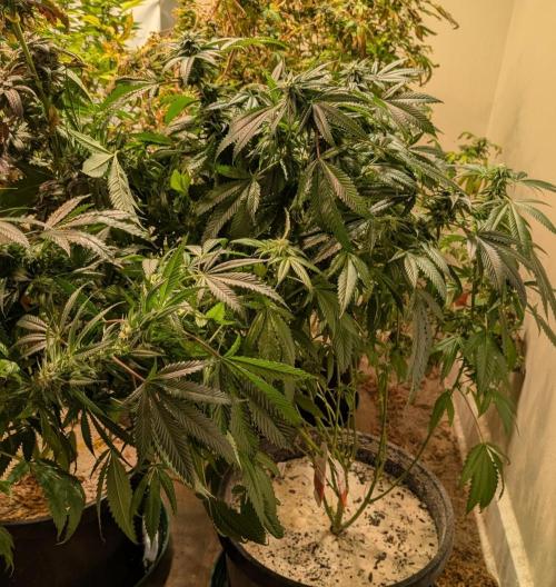 Pellezino Cookies. Week 25