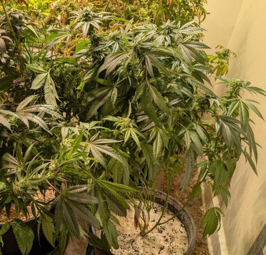 Pellezino Cookies. Week 25