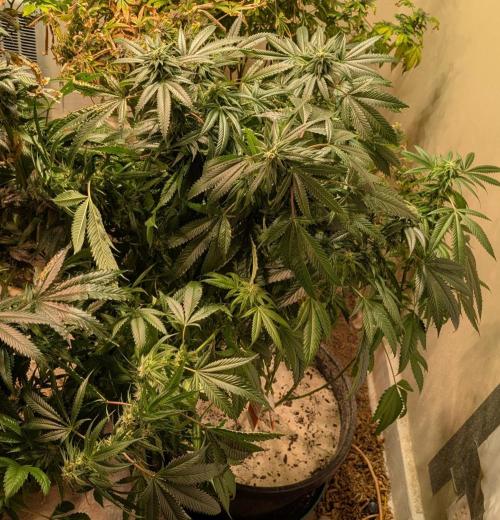 Pellezino Cookies. Week 25