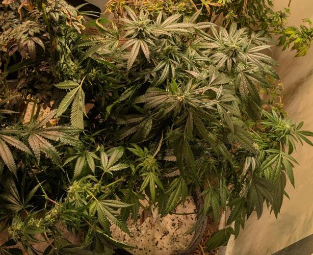Pellezino Cookies. Week 25