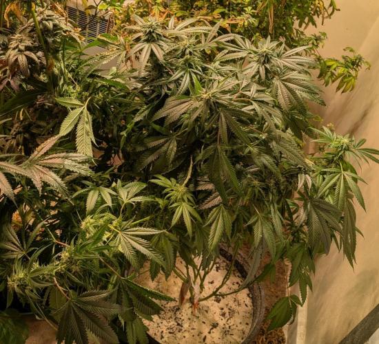 Pellezino Cookies. Week 25