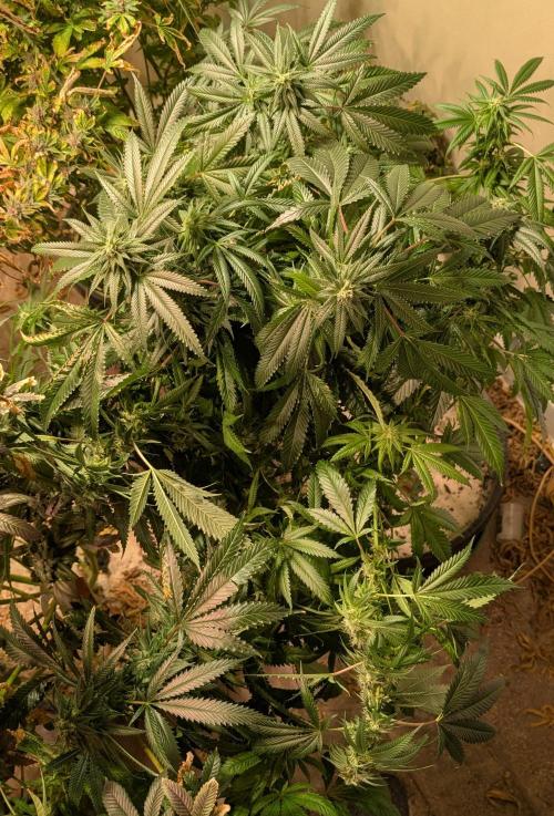 Pellezino Cookies. Week 25