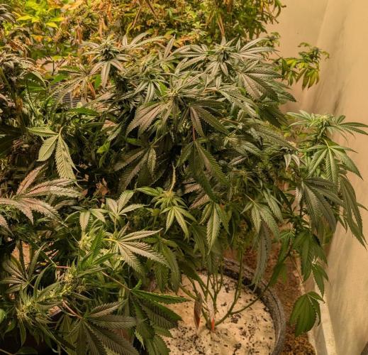 Pellezino Cookies. Week 25