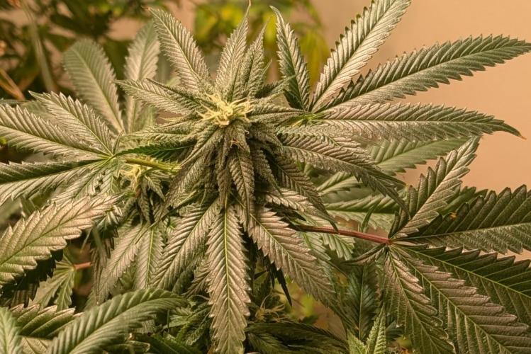 Pellezino Cookies. Week 25