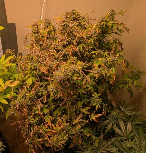 Gushers. Week 25